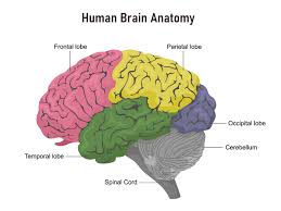Human Brain (MISSING SMO)